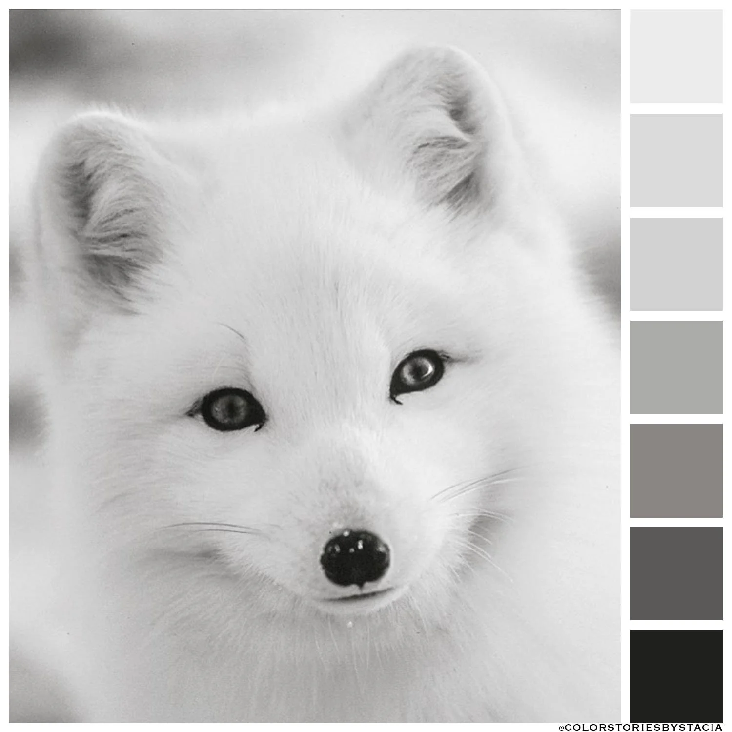 Arctic Fox