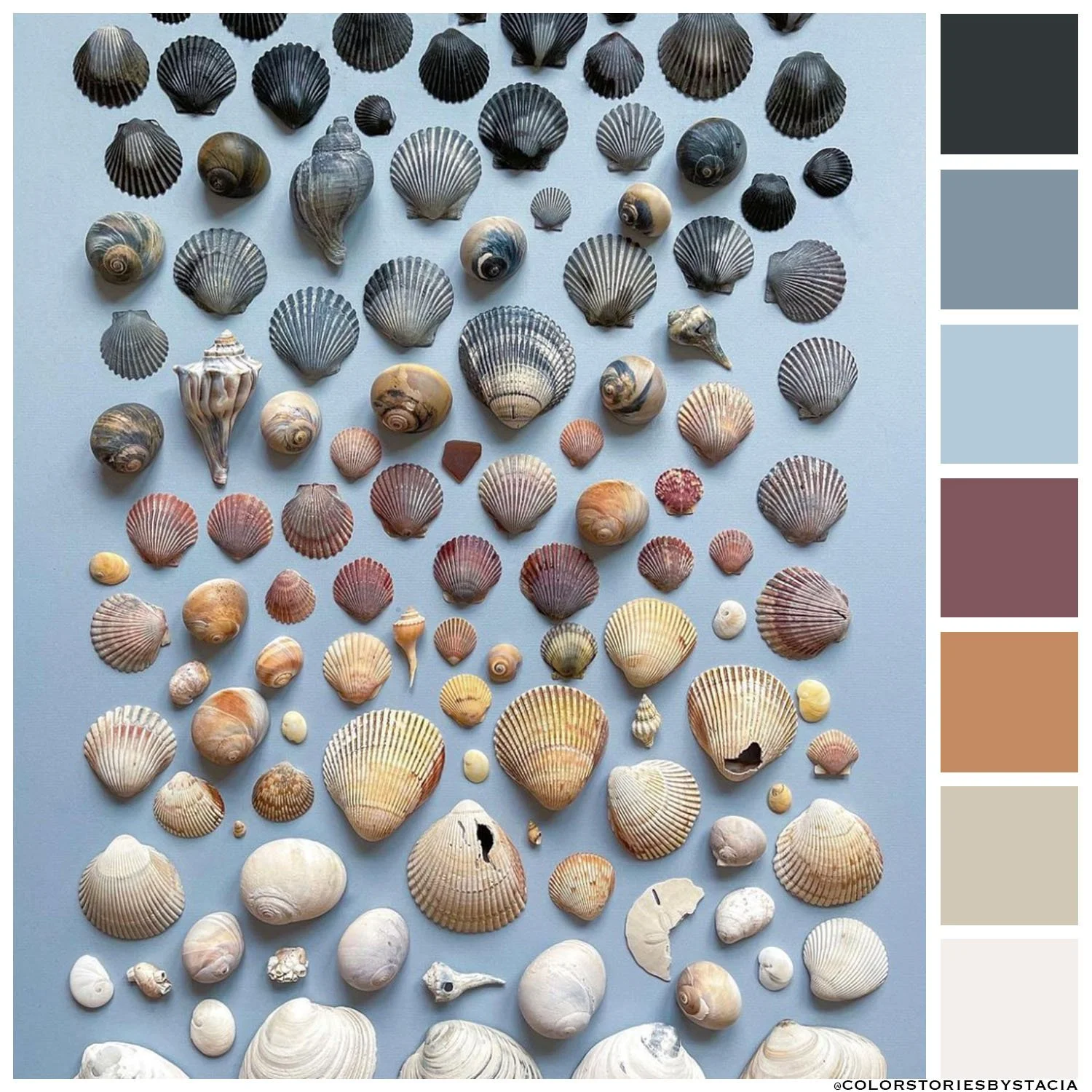 Seashells