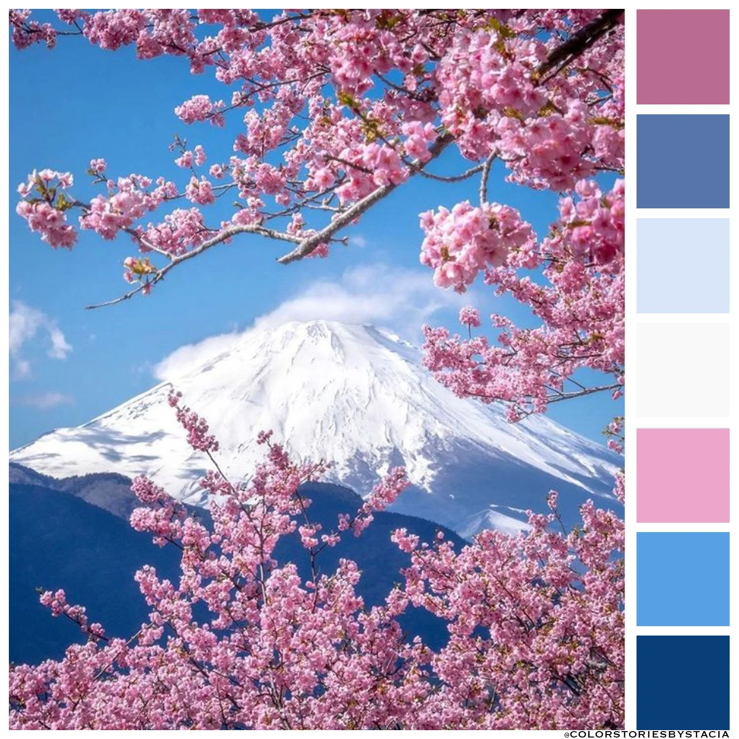 Mount Fuji Cherry Blossoms 