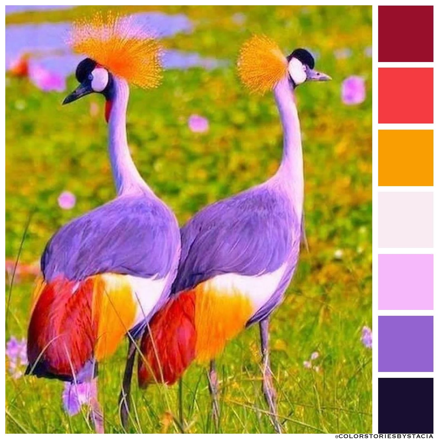Grey Crowned Crane in Technicolor
