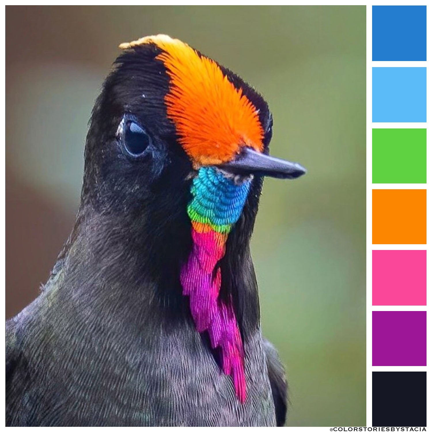 rainbowbird.jpg