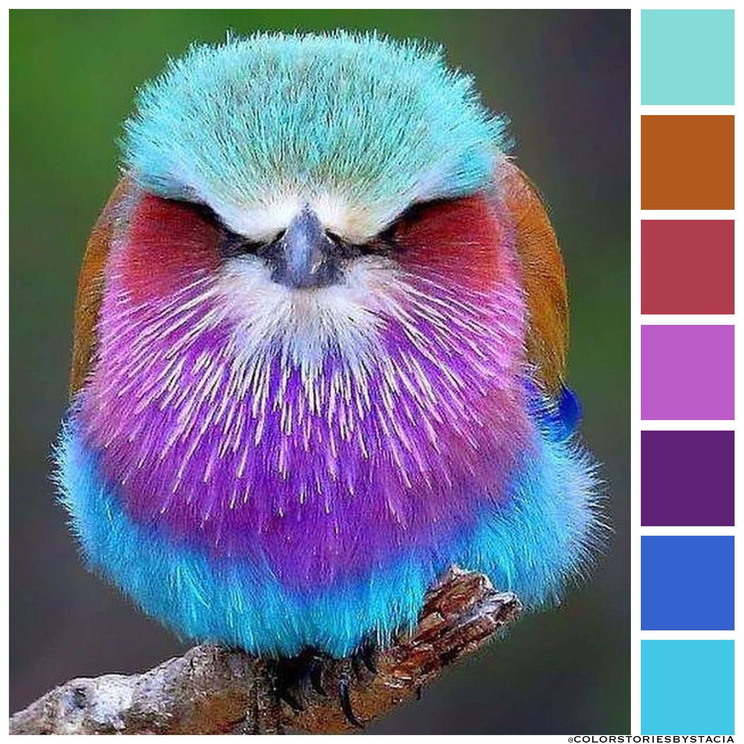 colorfulbird2.jpg