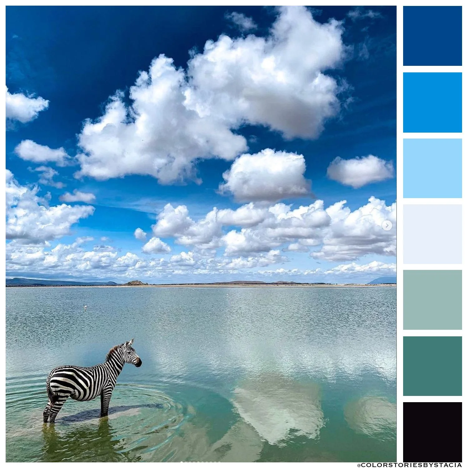 Zen Zebra
