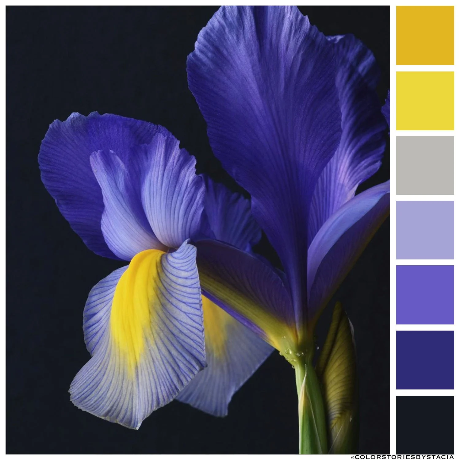 Iris | Purple Yellow Complementary Color Scheme