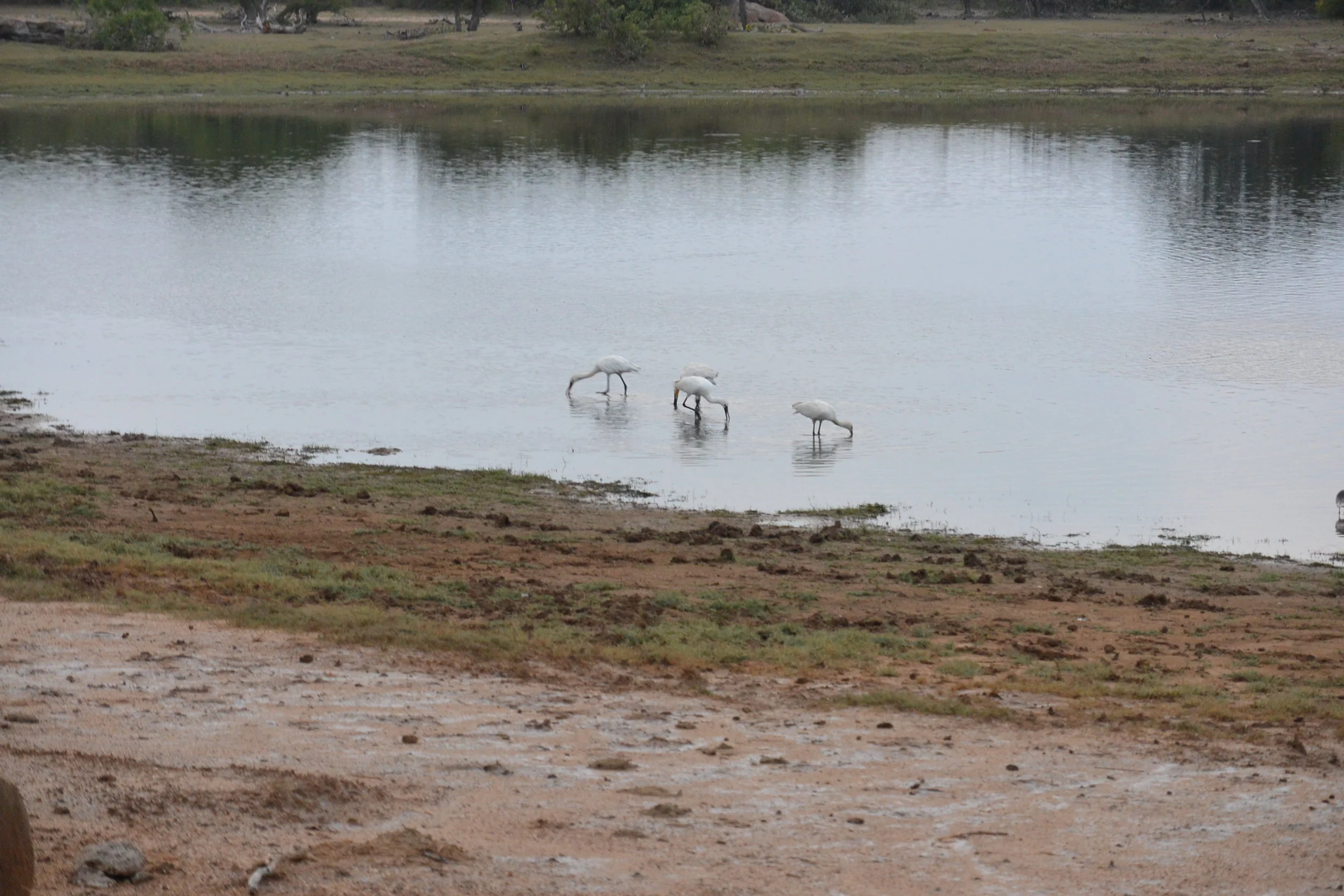 DSC_1745.JPG