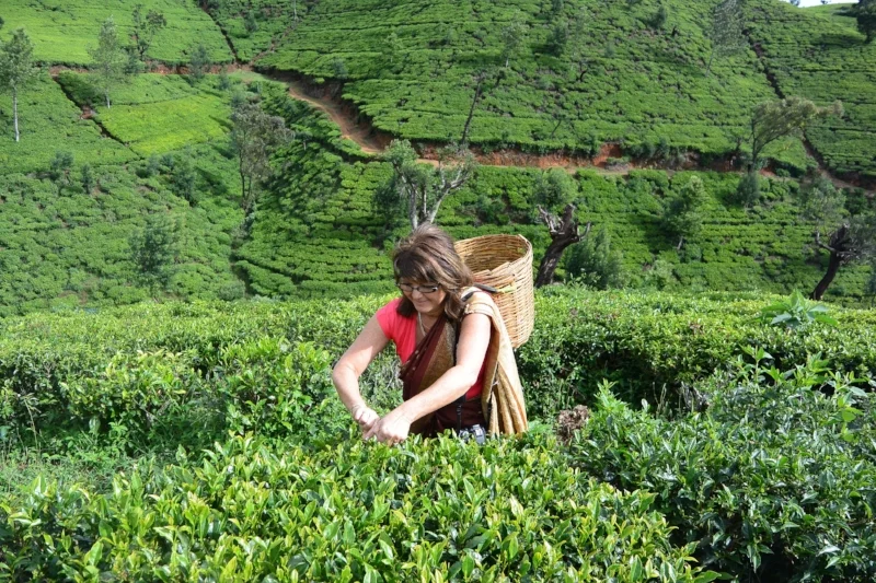 Yala Safari to Nuwara Eliya, the land of tea