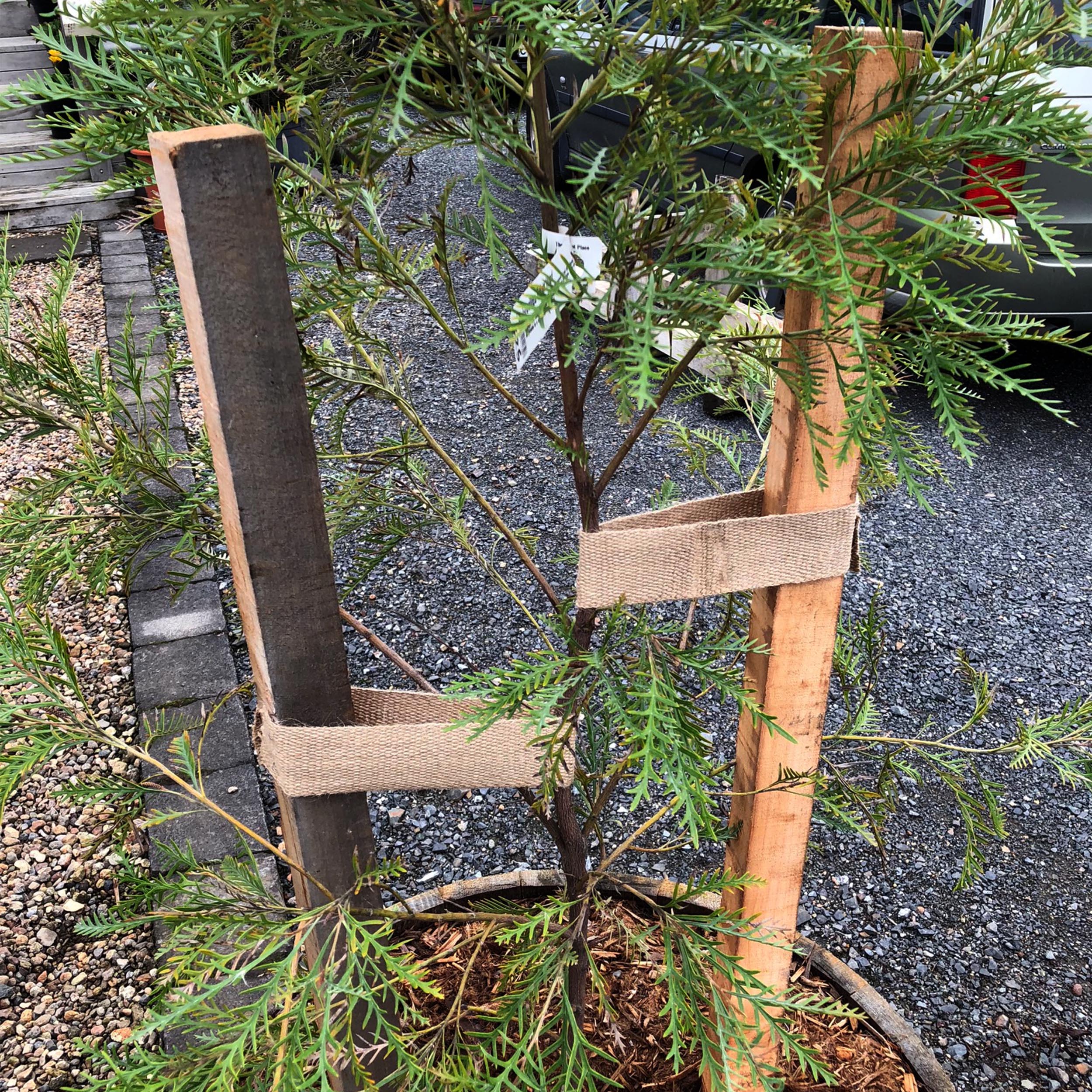 Tree Ties & Wooden Stakes