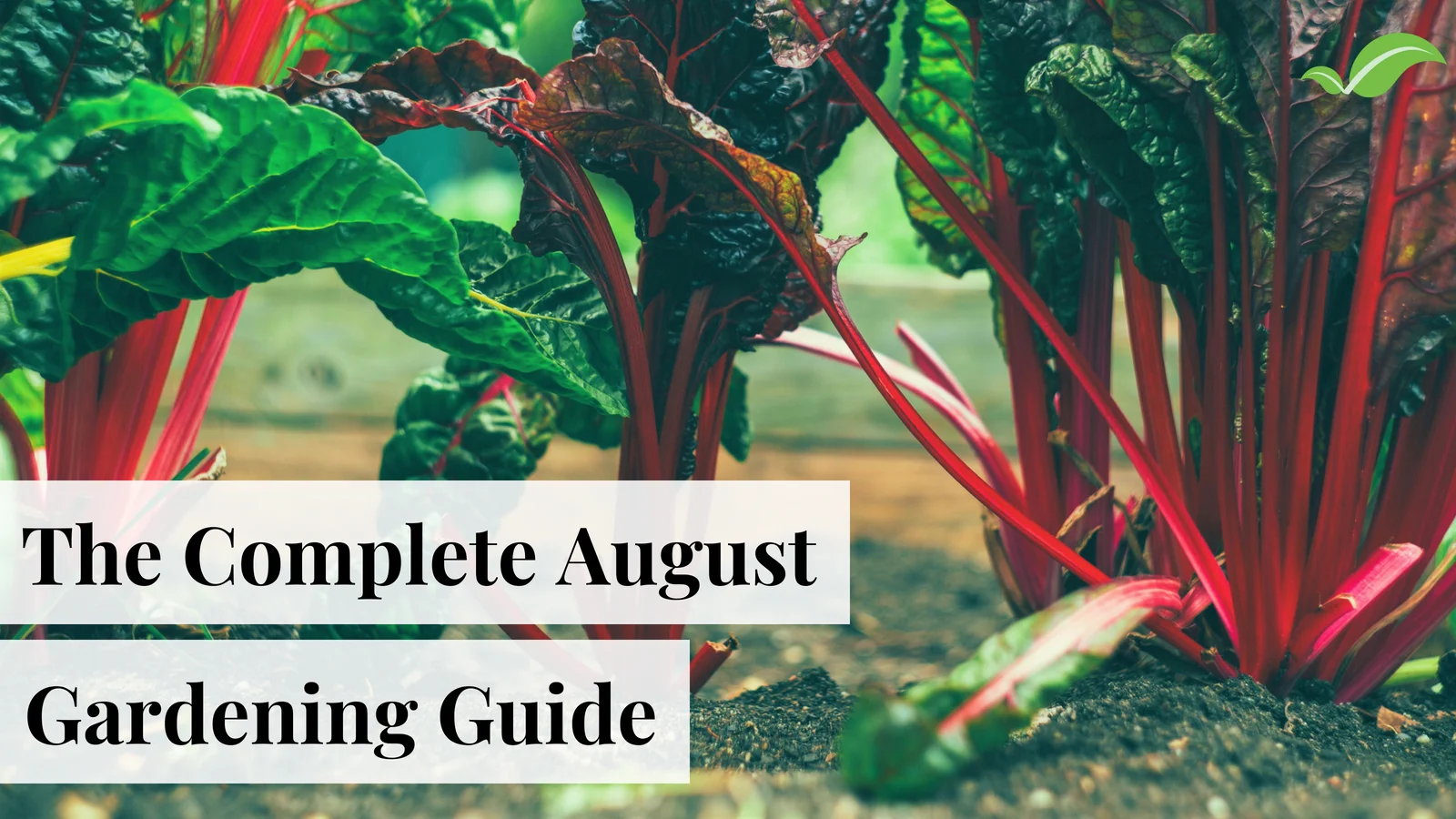 August Gardening Guide