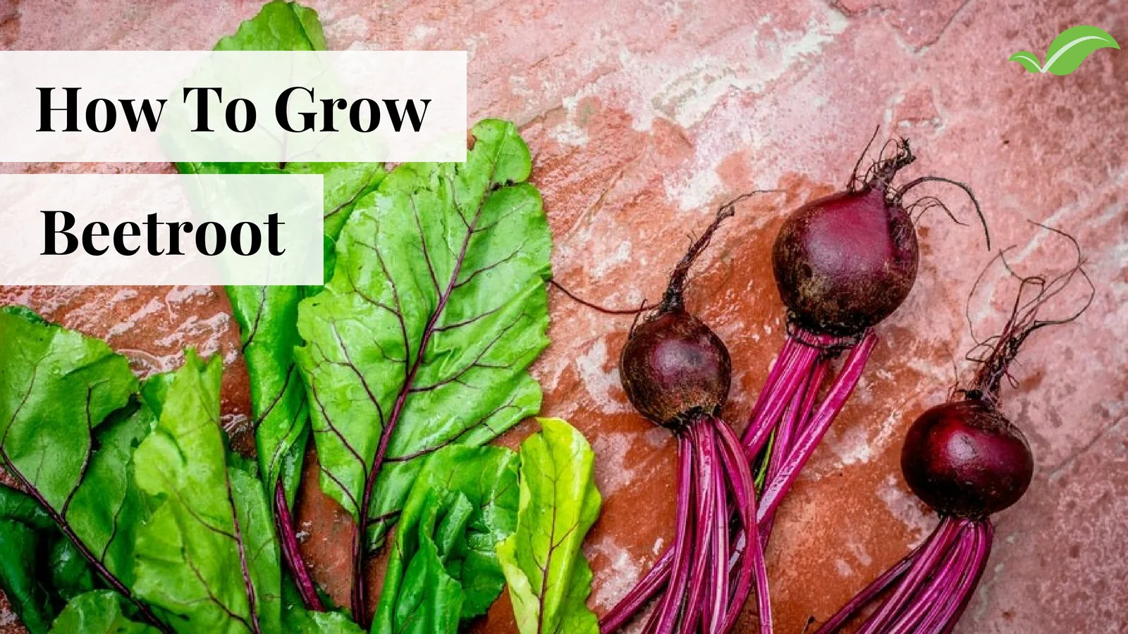 How To Grow Beetroot