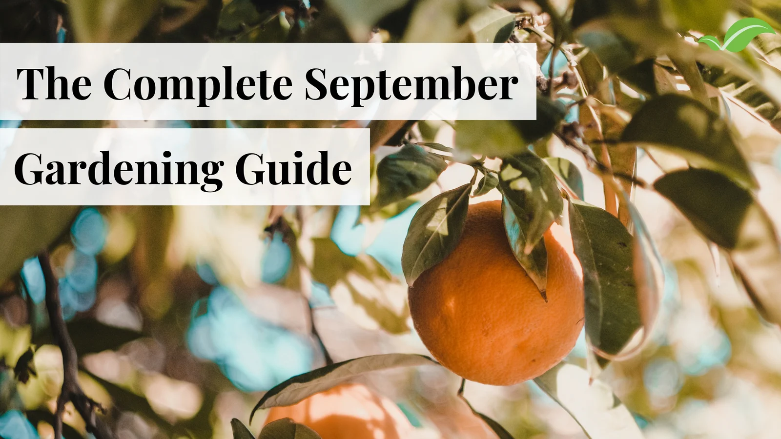 September Gardening Guide