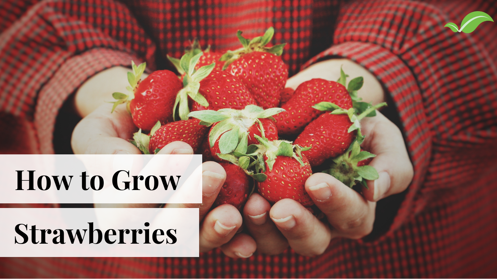 How to Grow Strawberries