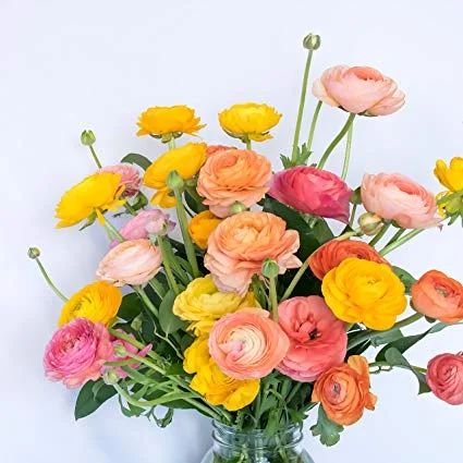 A beautiful bouquet of ranunculus flowers