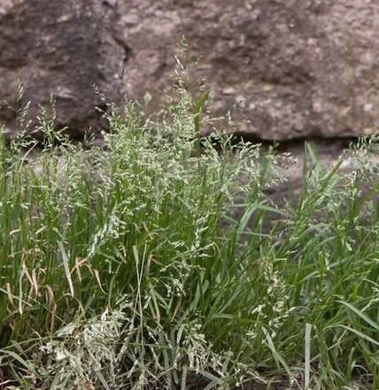 Winter Grass (Poa Annua)