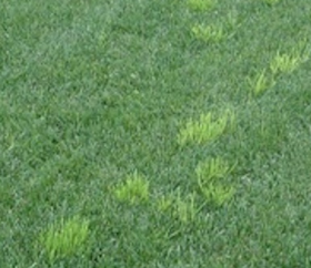 Winter Grass (Poa Annua) Before seeding