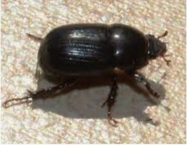 African Black Beetle.jpg