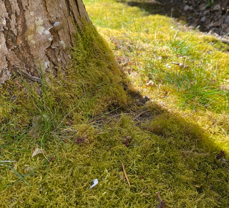 Moss in Lawn.png