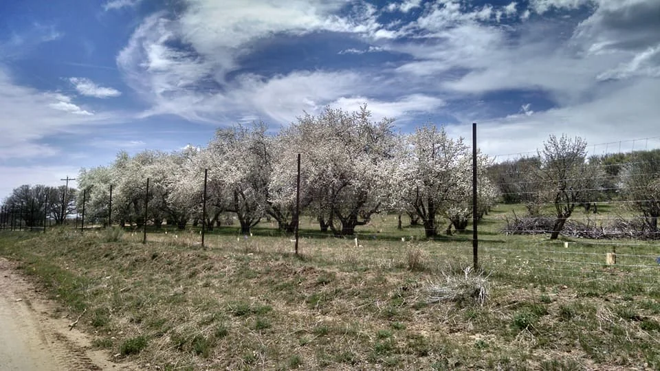 orchard1.jpg