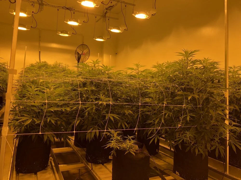 Compassionate Cultivation: CBD Medicine is Finally Here in Texas!