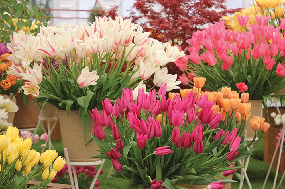 Botanica 2018/19 Brochure Out Now