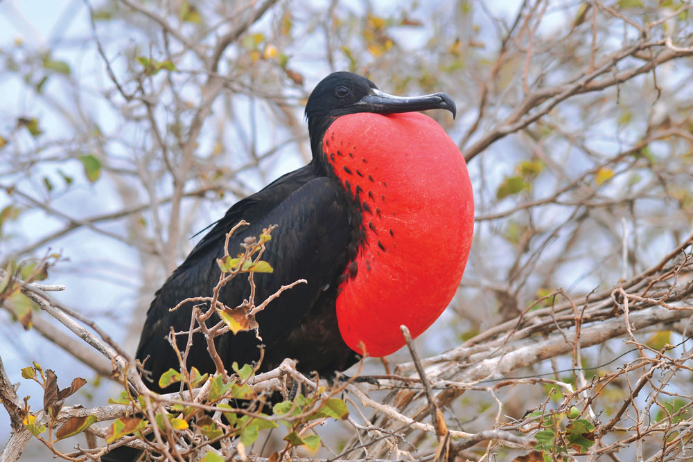 Magnificent-Frigate-Bird-(correct-name).jpg