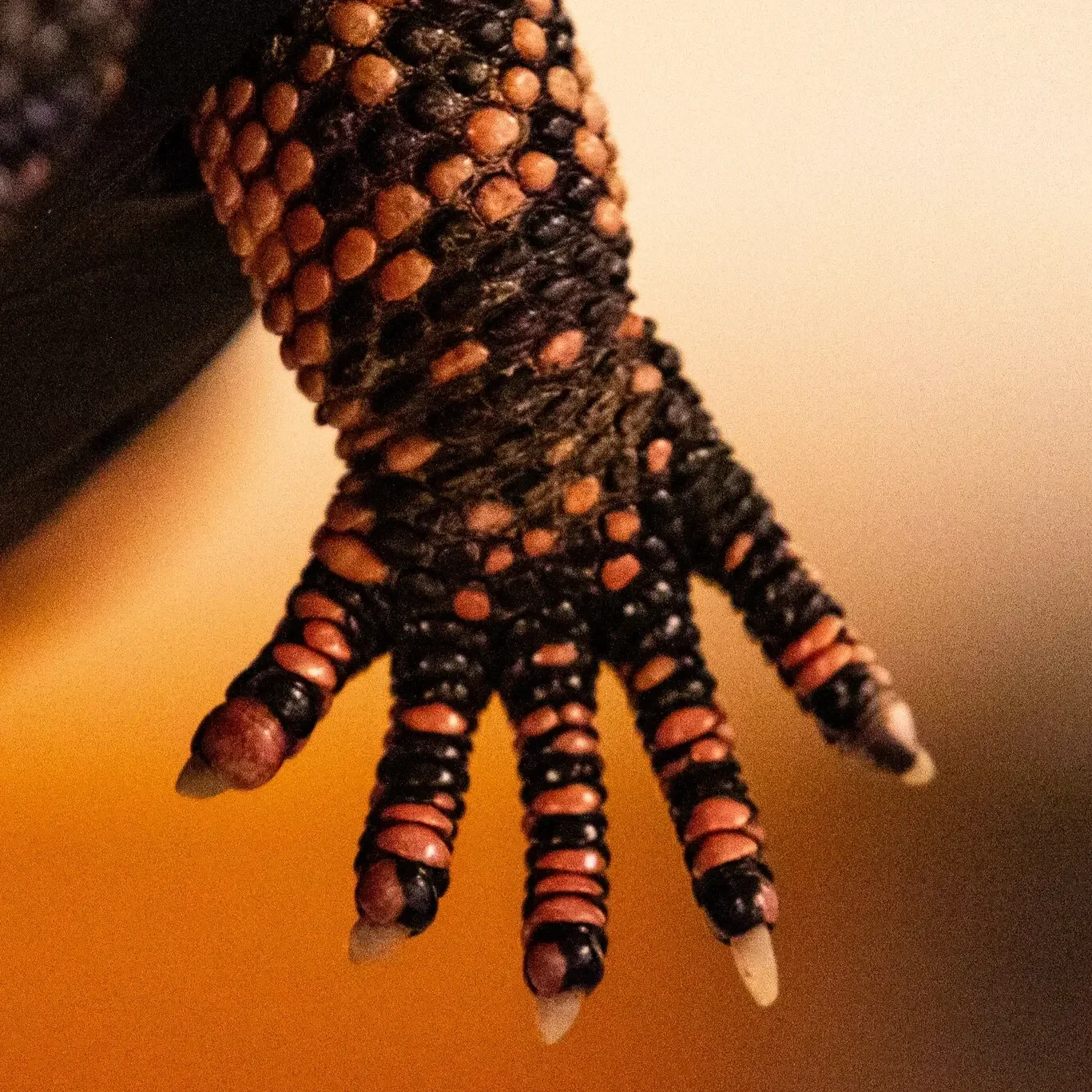 00GILA-MONSTER-03-hqmt-superJumbo.webp