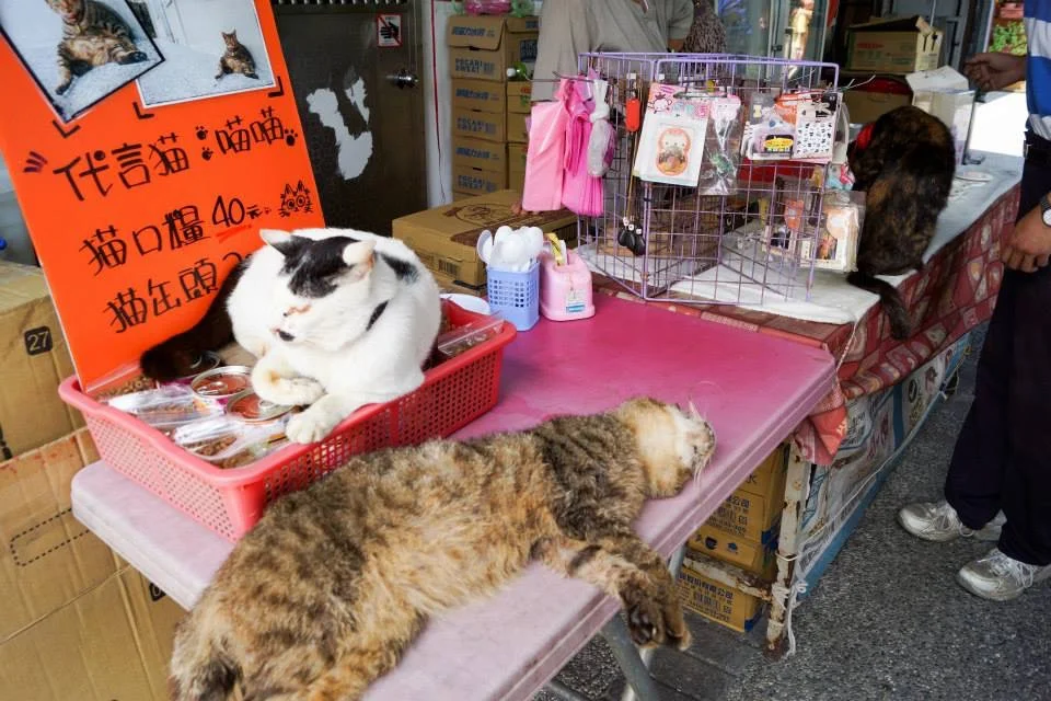 Cats napping @ Houtong Cat Village
