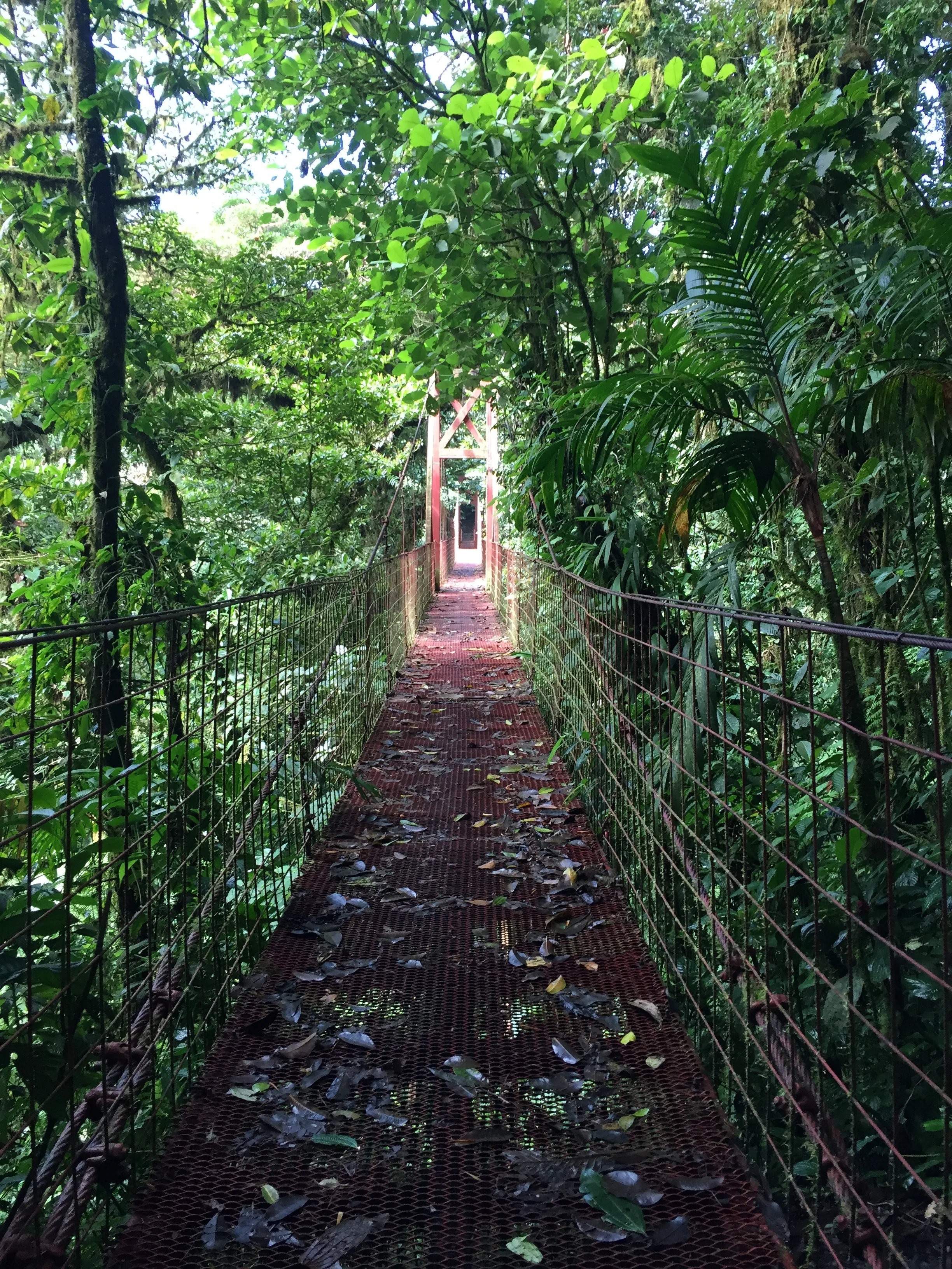 Suspension bridge @ Monteverde