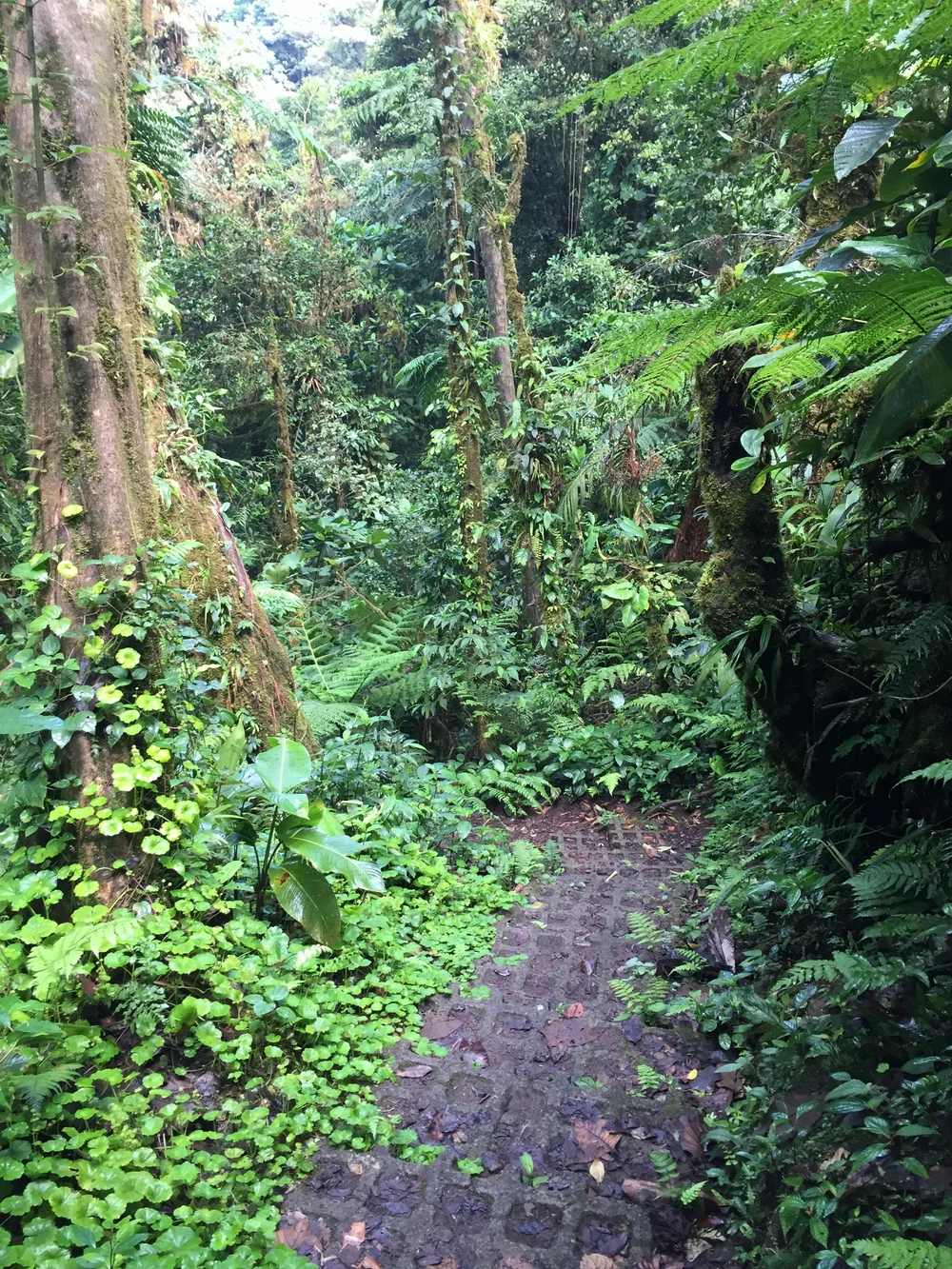 Hiking trail in Monteverde