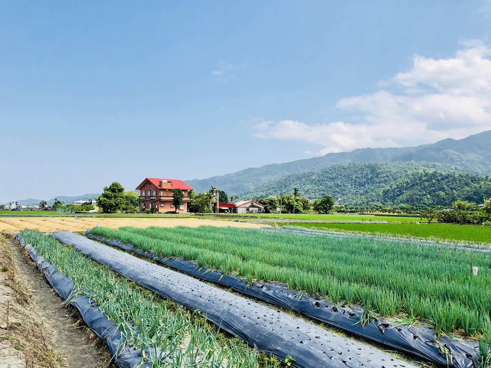 Xinbao Spring Onion Experience Farm