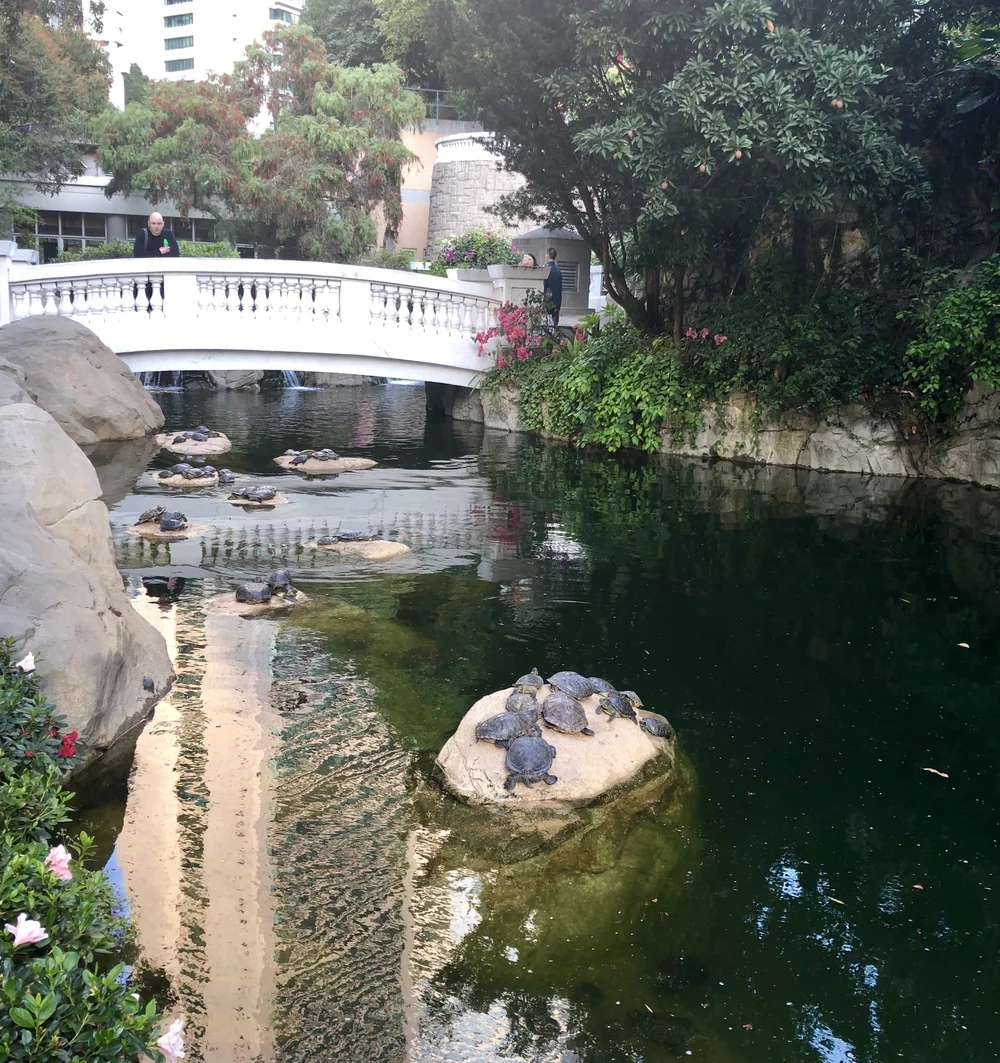 Turtles @ HK Park