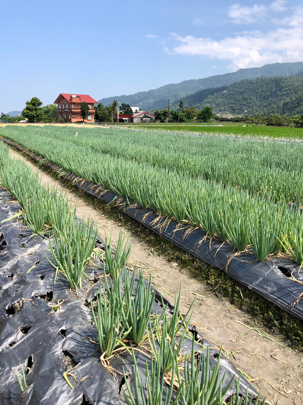 Making your own scallion pie
