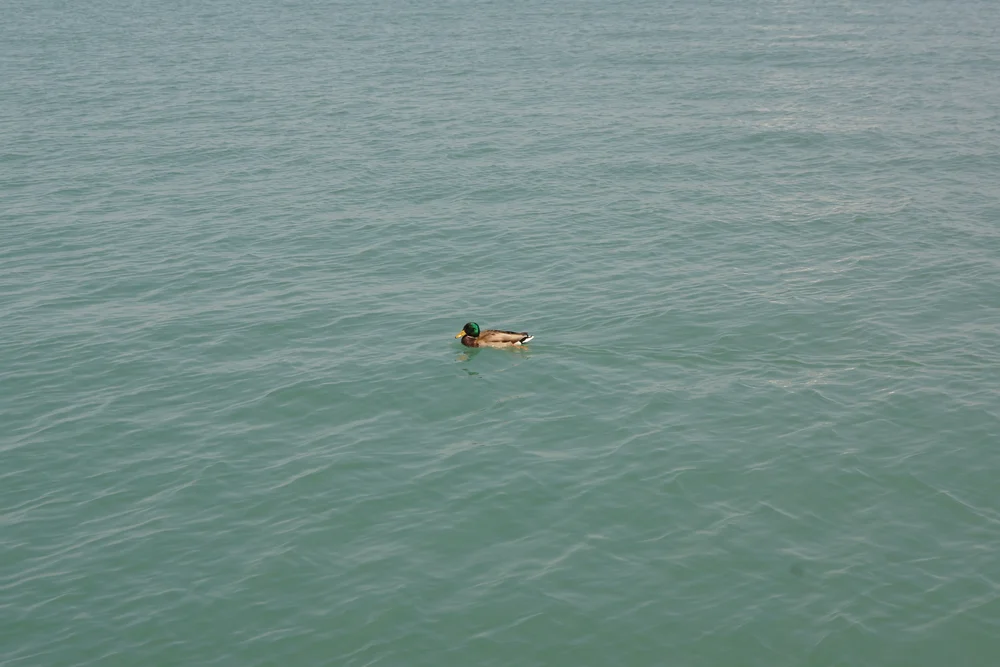 Duck chilling in Michigan lake
