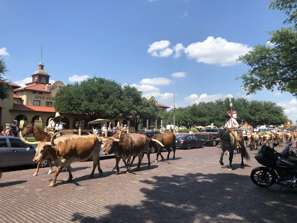Cattle drive