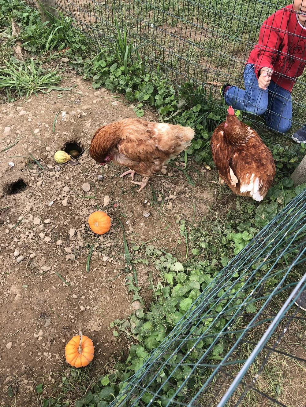 Chickens @ the farm