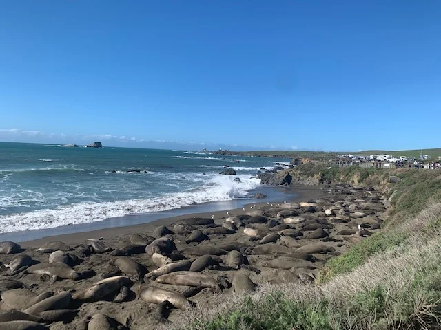 Piedras Blancas Elephant Seal Rookery