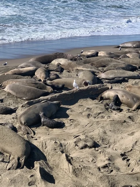 Piedras Blancas Elephant Seal Rookery