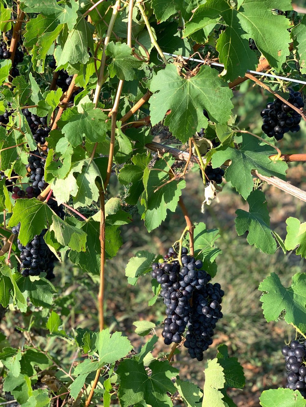 Thirsty Owl Wine Company