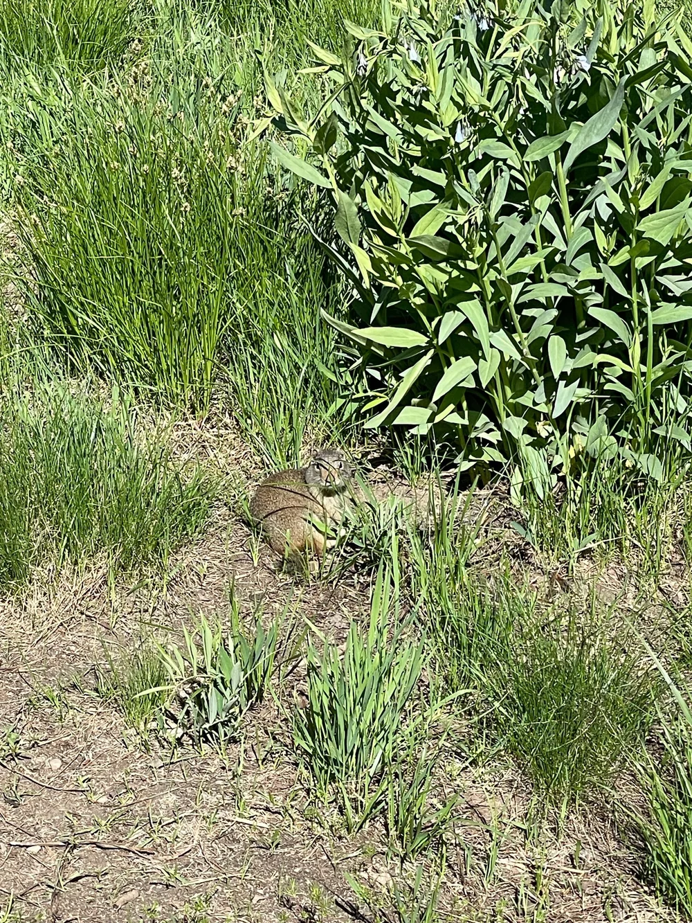 Spotted some cute creature on the Willow Creek Trail