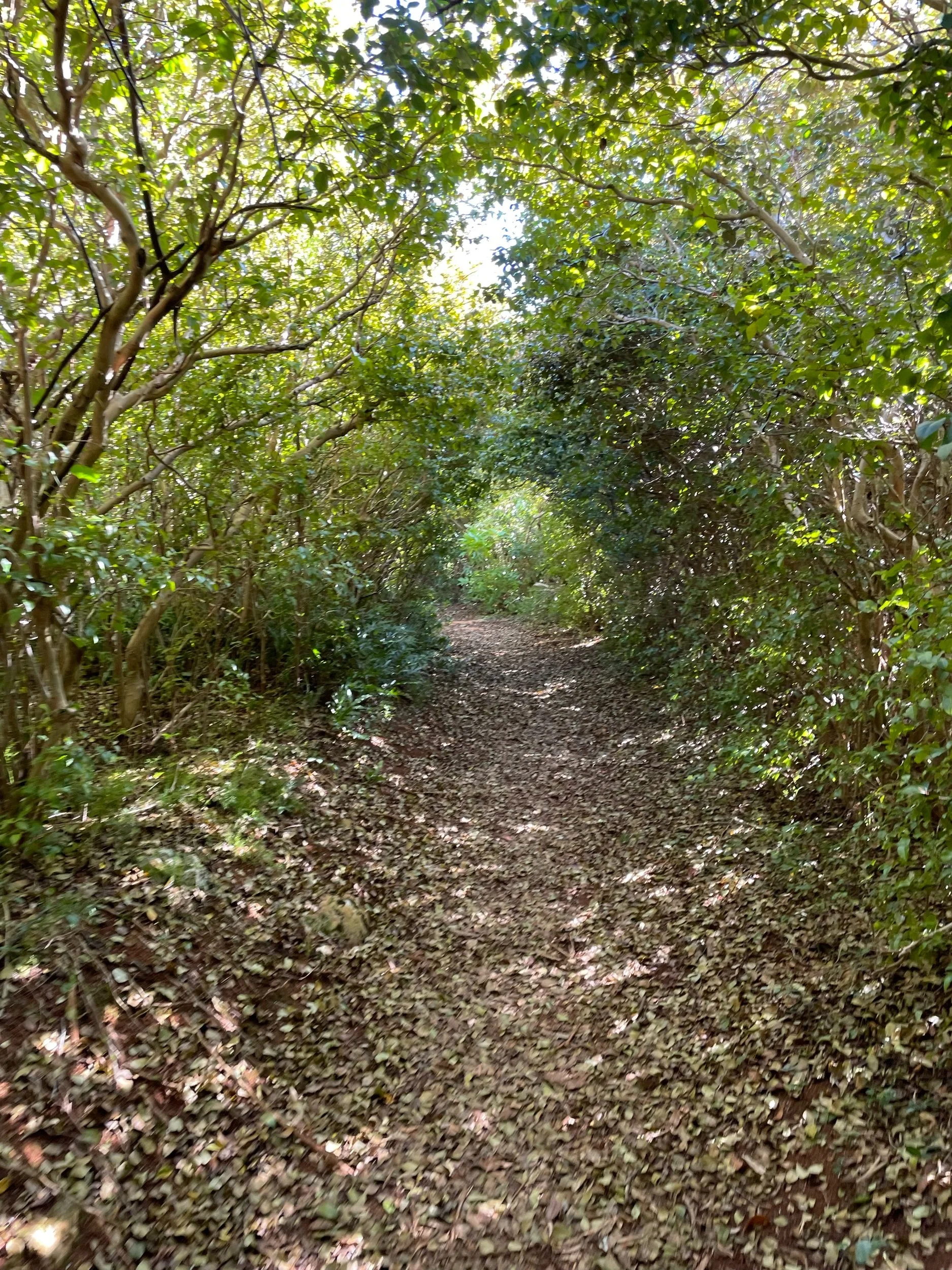 Hike @ Blue Hole Park