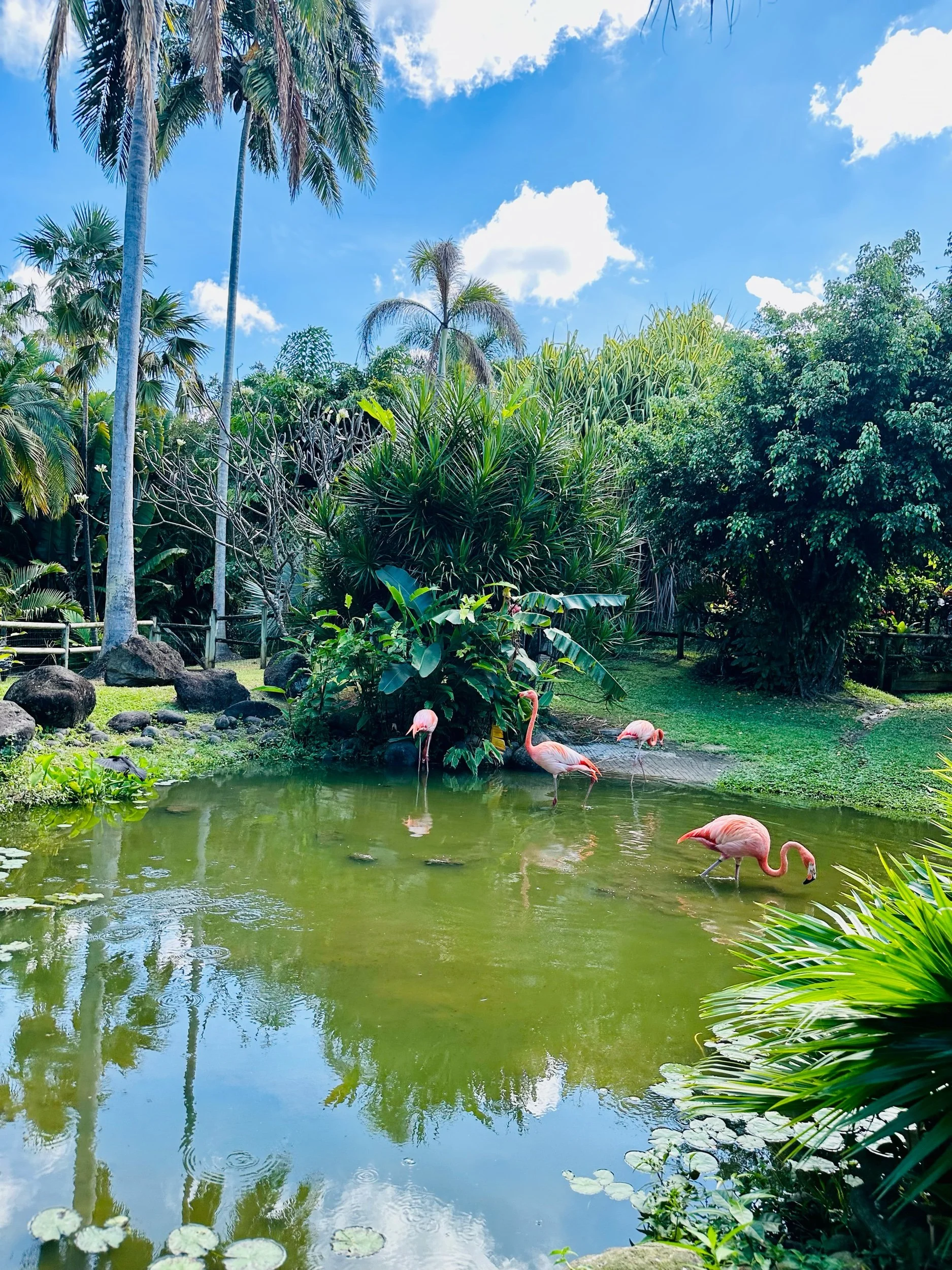 Jardin Botanique de Deshaies