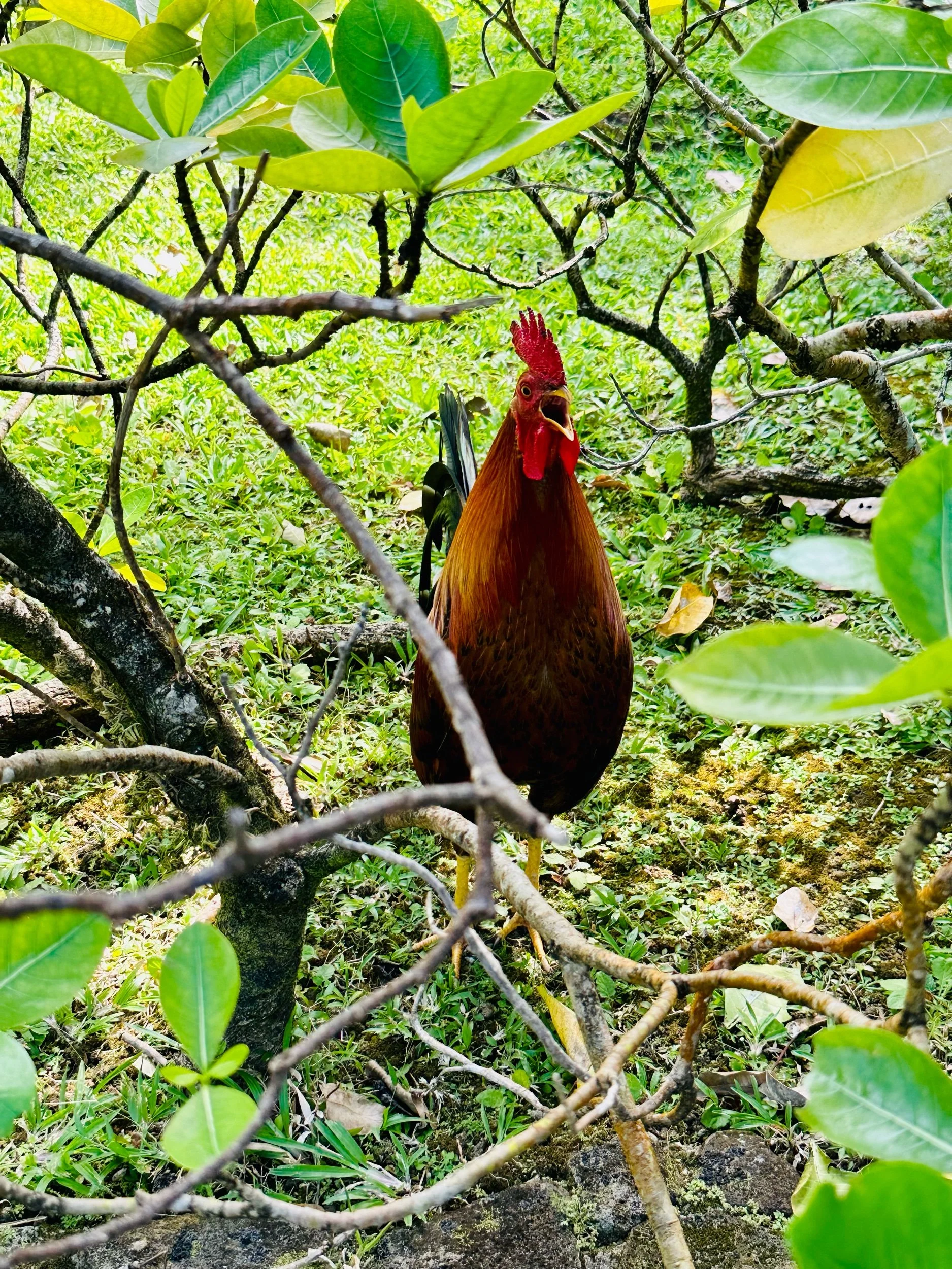Jardin Botanique de Deshaies