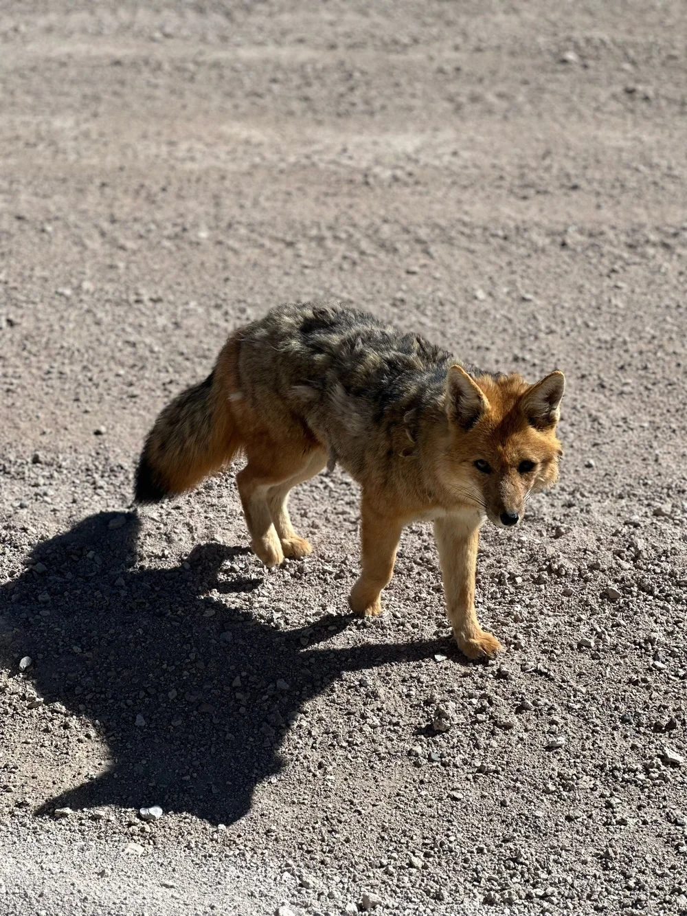 Fox spotted on the side of the road as we drove by