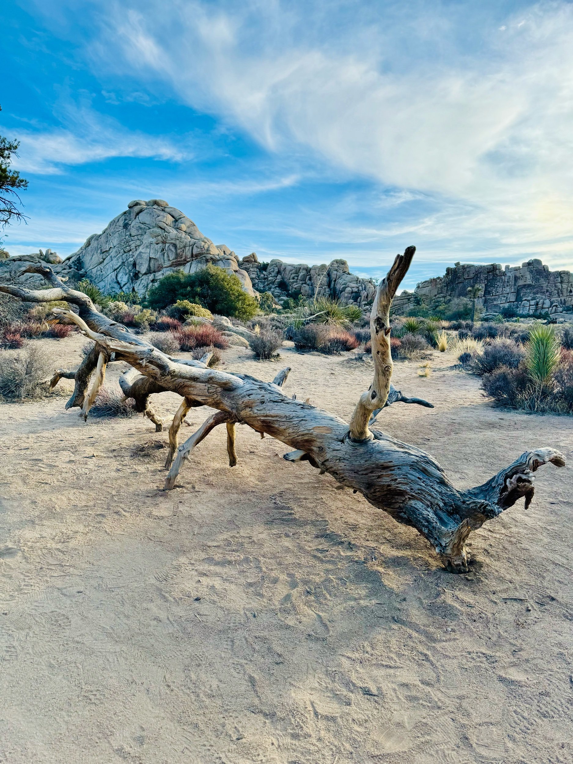 Joshua Tree