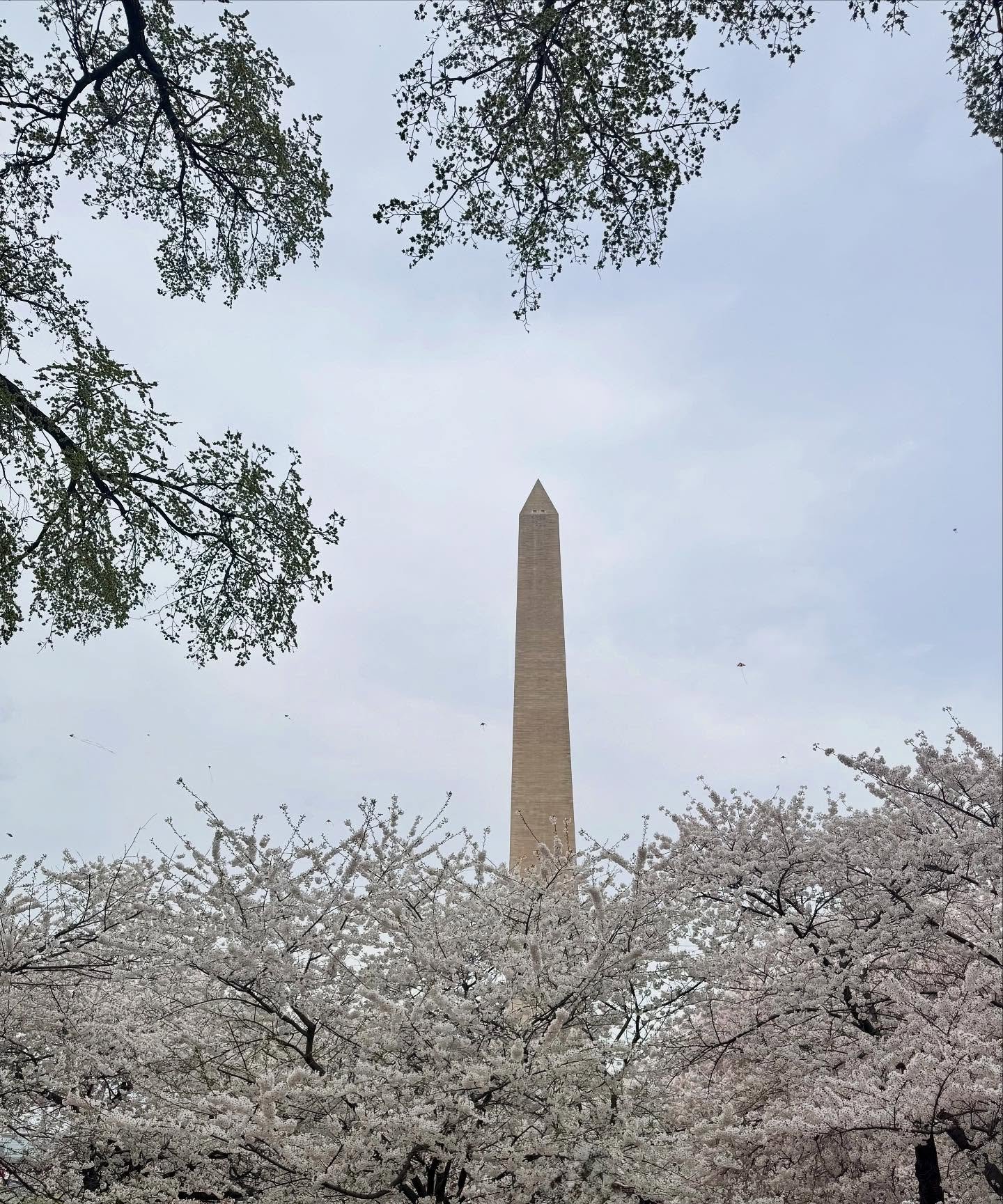 Cherry blossoms in full bloom, summer sun in DC, piano vibes in Georgetown, and homemade borscht to seal the day 🌸 👙 🎹 🎼 🇺🇦 
.
.
.
.
.
.
#CherryBlossoms #WashingtonDC #SpringVibes #SummerInDC #BorschtLove #PianoNights #FamilyTime #BlossomSeason