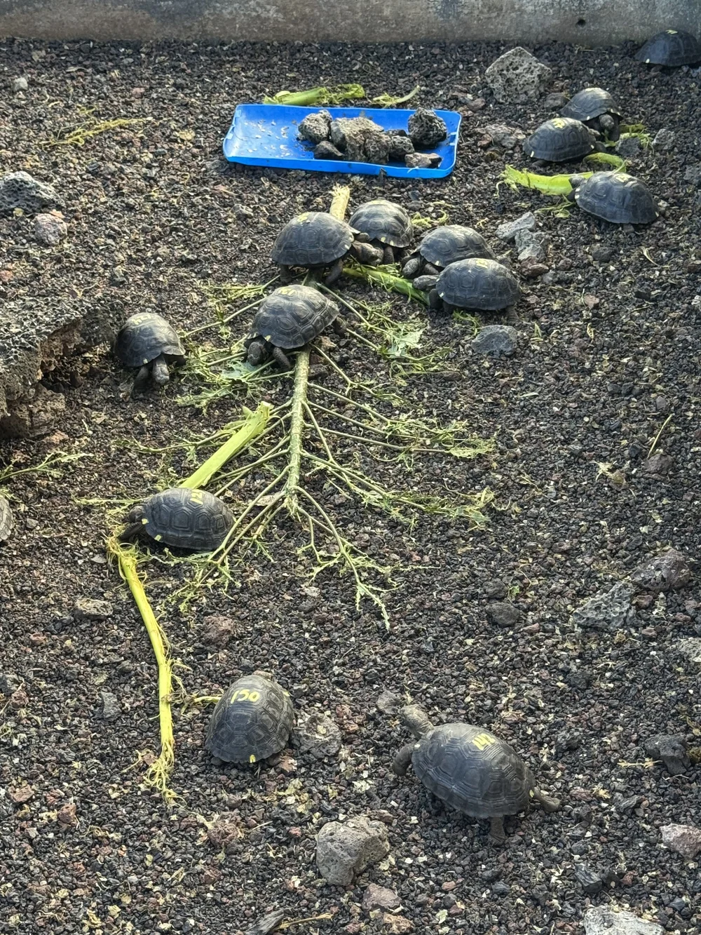 Charles Darwin Research Breeding Center