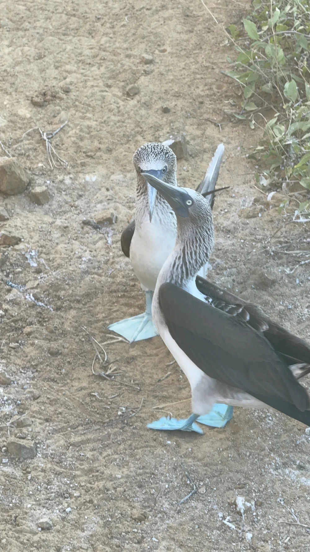 Blue Footed Boobies @ Pitt Point