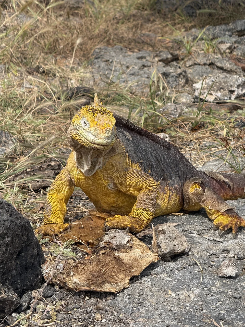 Yellow Land Iguana @ South Plaza