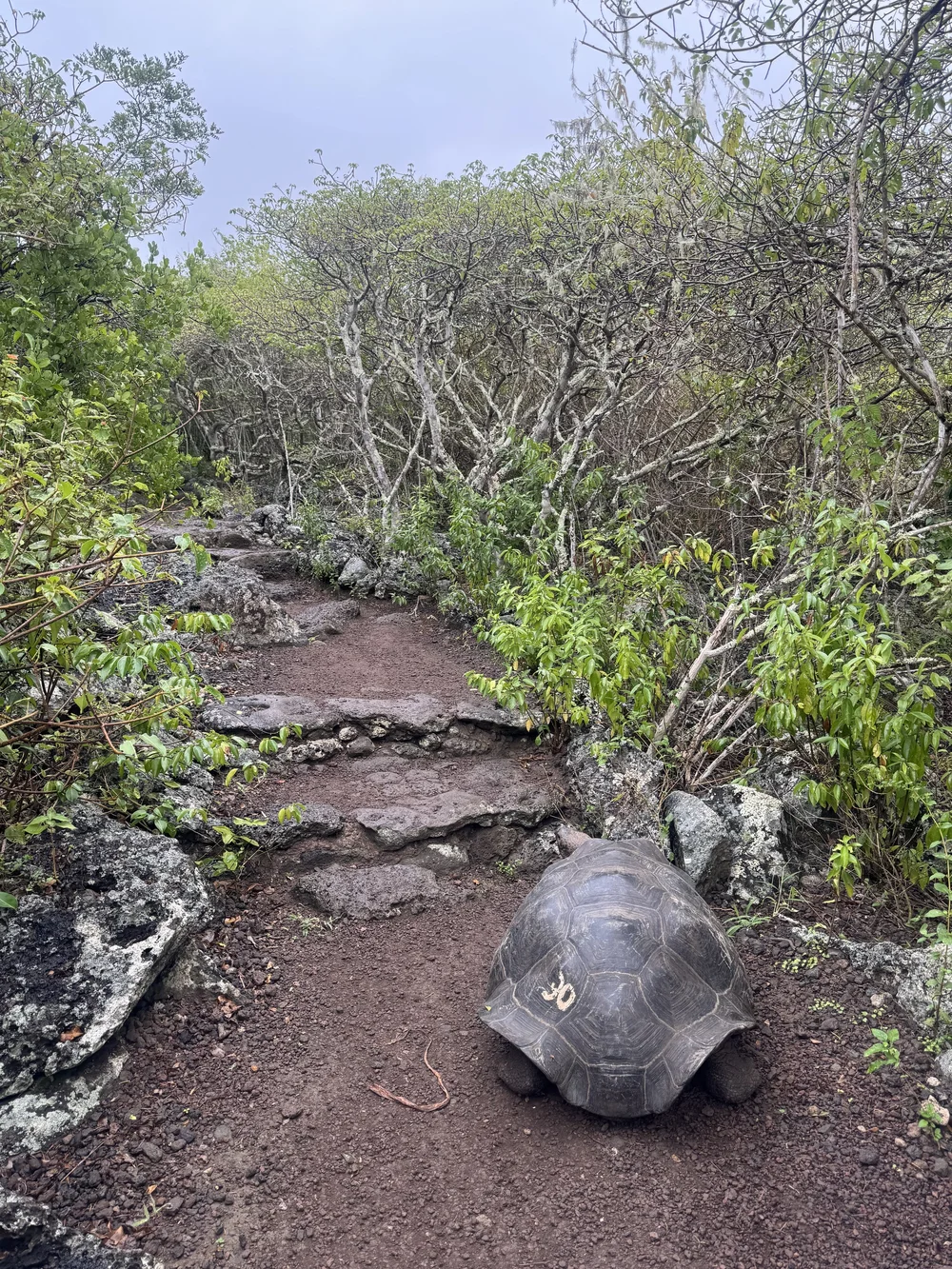 Galapaguera de Cerro Colorado
