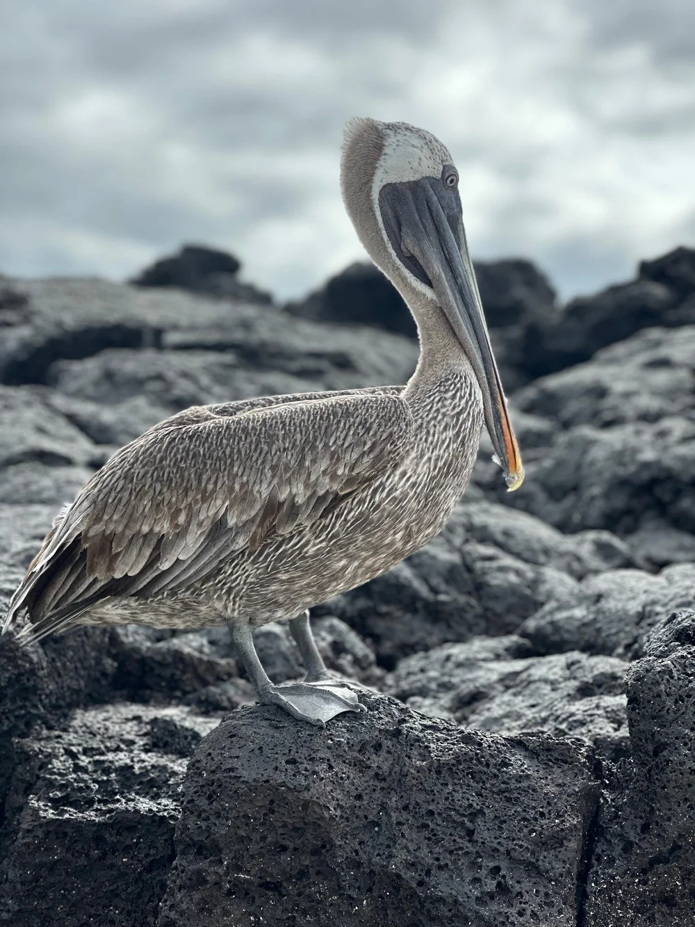 Pelican @ Witch Hill beach