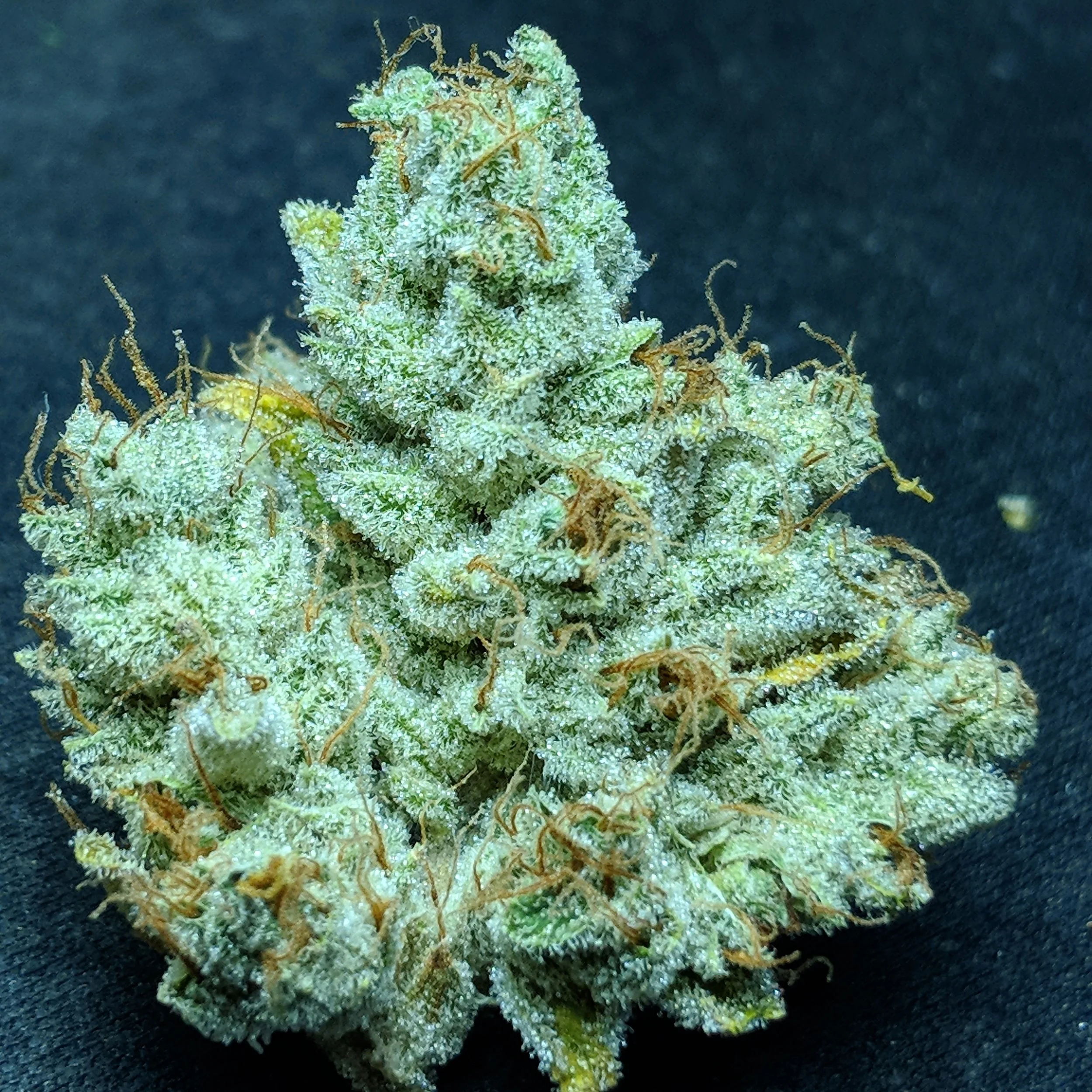 Headband Nug.jpg